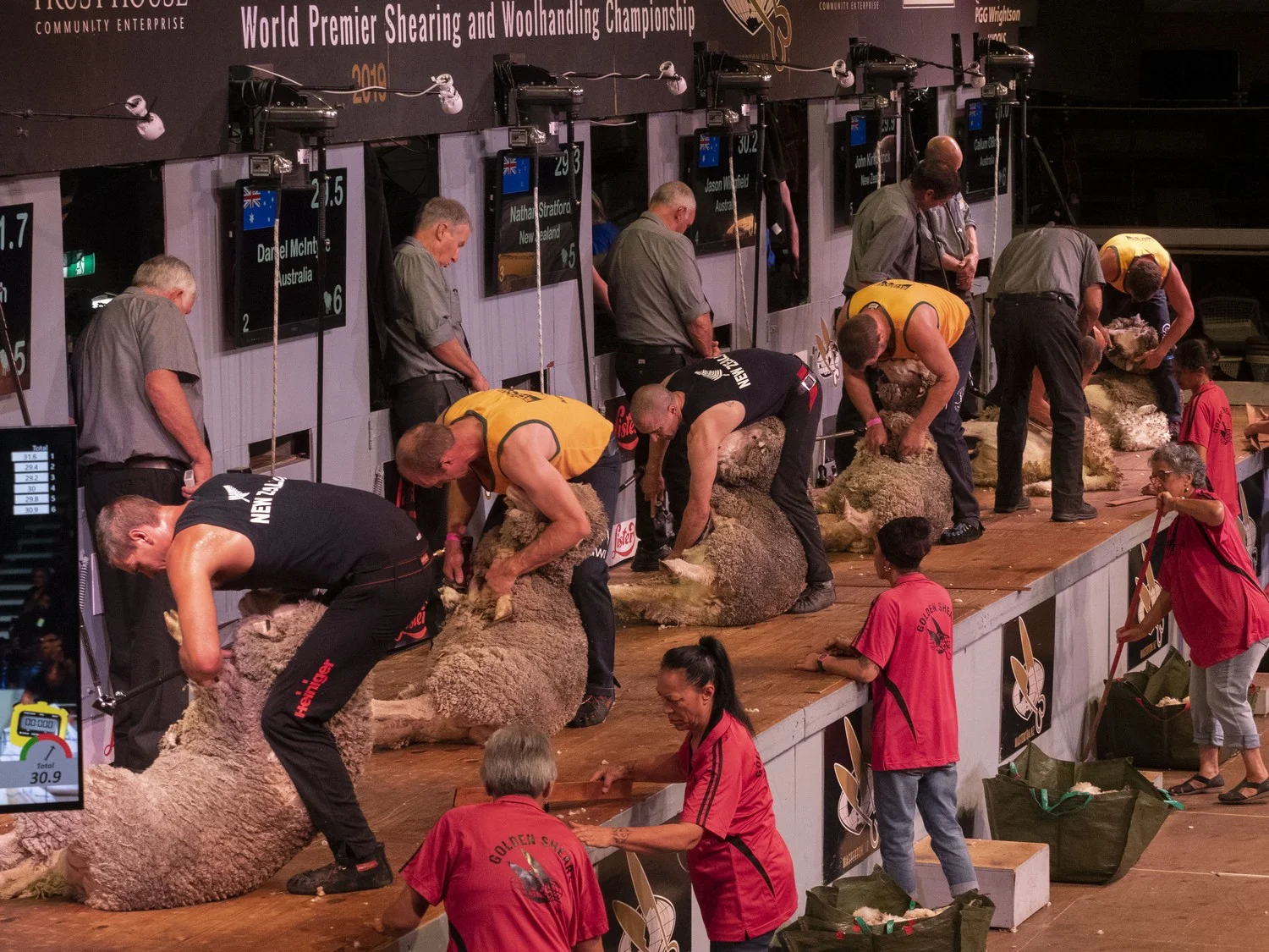 Trans-Tasman Test Shearing