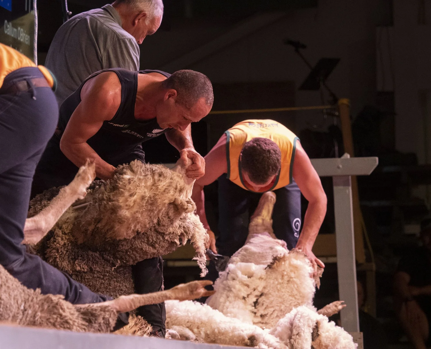 Trans-Tasman Test Shearing