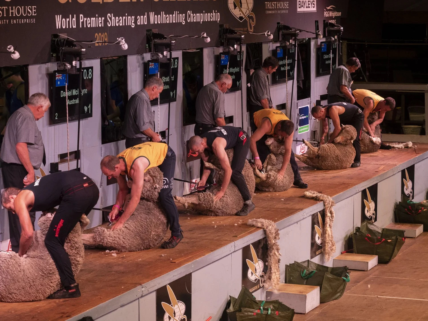 Trans-Tasman Test Shearing
