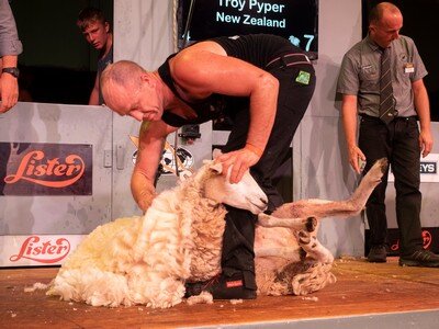 North Canterbury-based Southland shearer Troy Pyper in his leading performance as New Zealand broke a five-match transtasman series losing streak to beat Ausrtralia at the 60th Golden Shears in Masterton tonight.  PHOTO/Pete Nikolaison, Golden Shears.