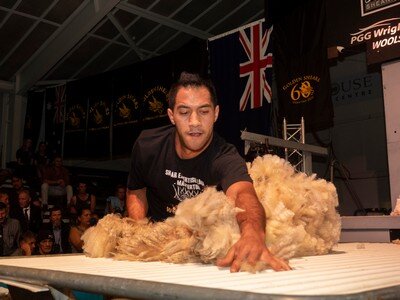 Golden Shears Open woolhandling title No 8 coming-up for Central Otago-based Joel Henare, from Gisborne.  PHOTO/Pete Nikolaison.&nbsp;&nbsp;