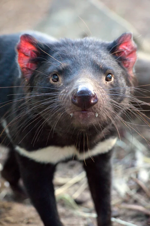 Tasmanian Devil