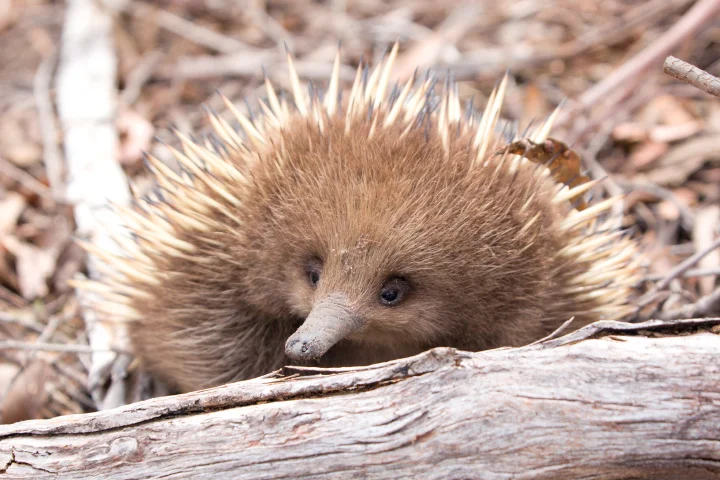 Short-Beaked Echidna
