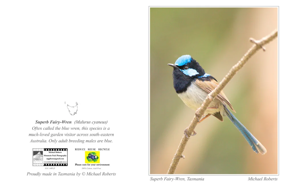 Superb Fairy-Wren (Male) (SGC-34WLP).jpg