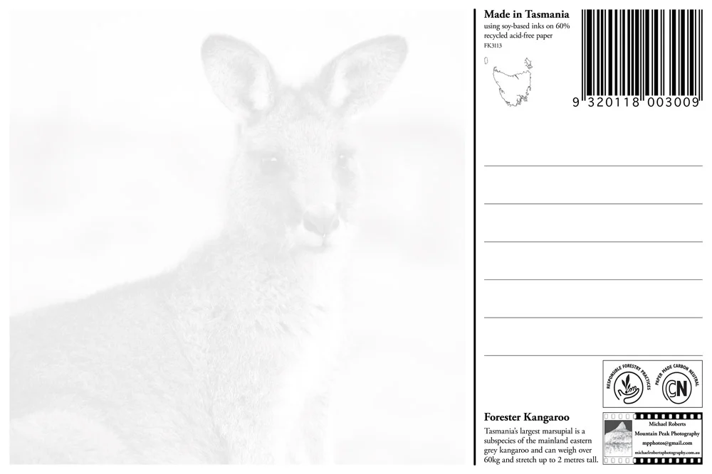 Forester Kangaroo (Back) (FK3113).jpg