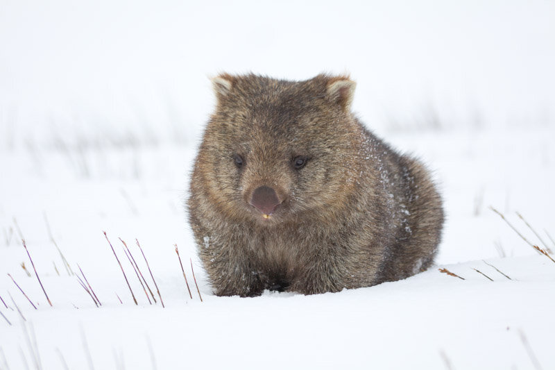 Mountain Peak Photography — Bare-Nosed Wombat (Snow) Vombatus ursinus ...
