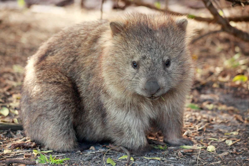Mountain Peak Photography Bare Nosed Wombat Tasmania Australia mountain-peak-photography-bare-nosed-wombat-tasmania-australia