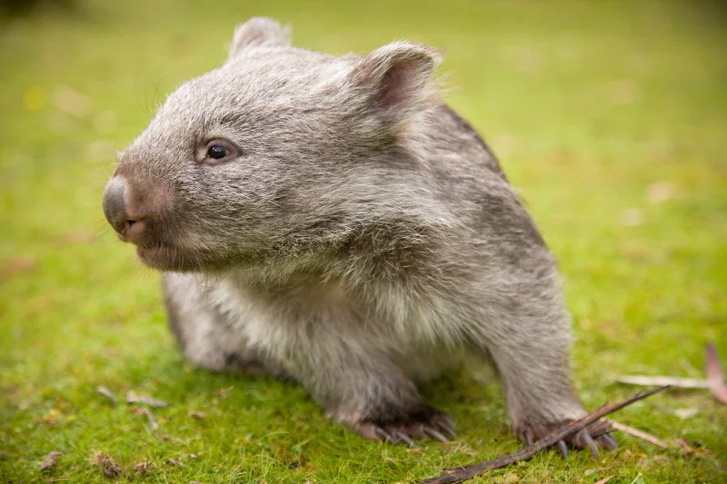 Wildlife Photography Tasmania, Australia — Mountain Peak Photography