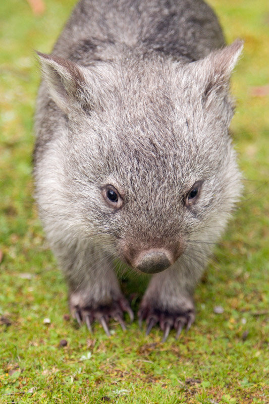 Mountain Peak Photography — Bare-Nosed Wombat (Vombatus ursinus ...