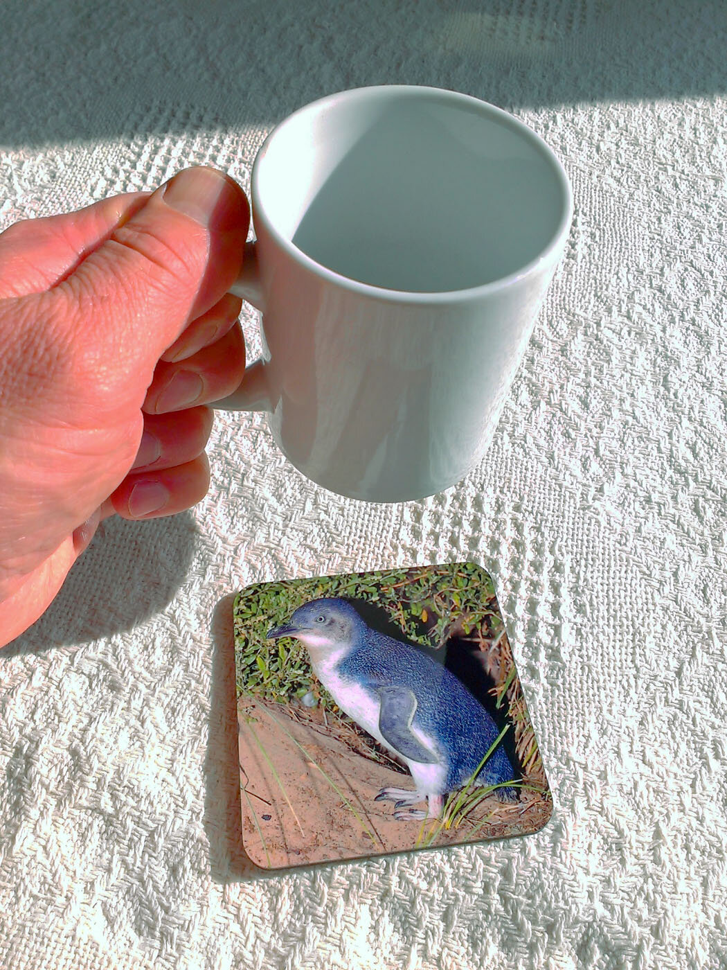 Little Penguin 1.jpg