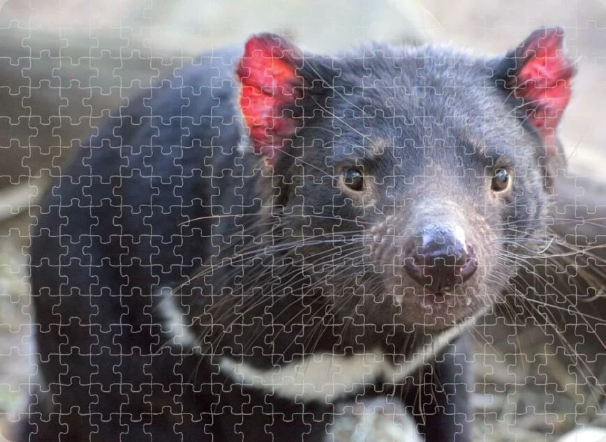 Tasmanian Devil Puzzle.JPG