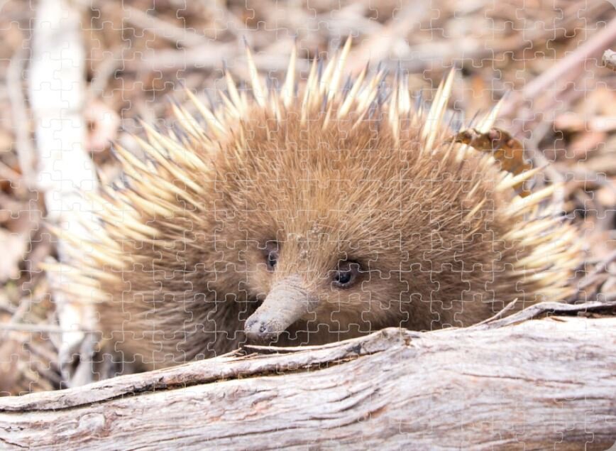 Short-Beaked Echidna Puzzle.JPG