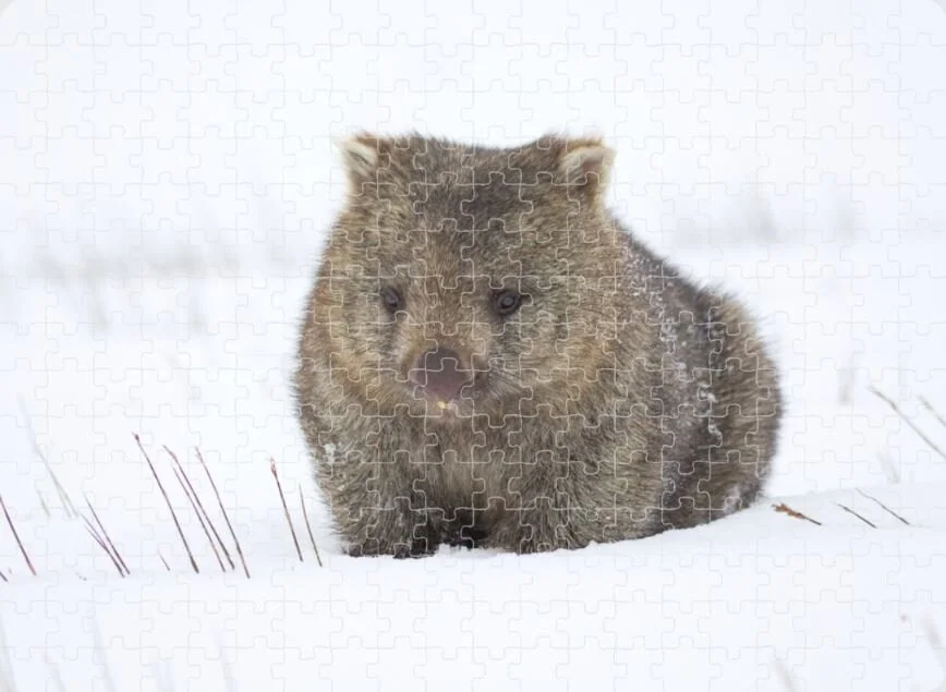 Bare-Nosed Wombat Puzzle.JPG