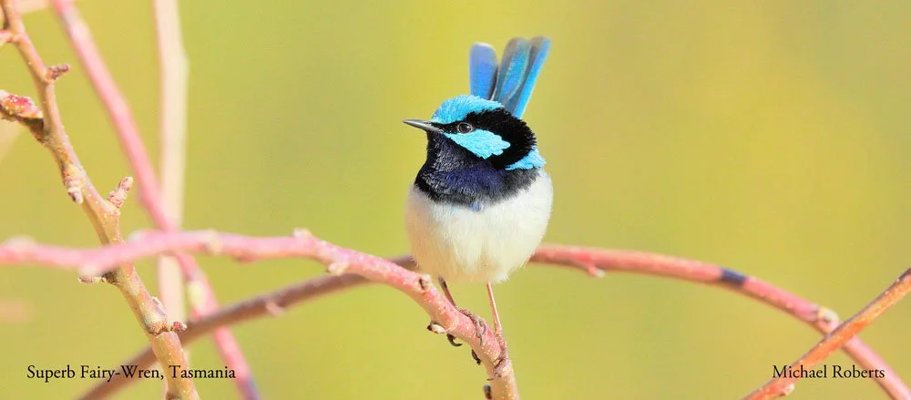 Superb Fairy-Wren Mug Image.jpg