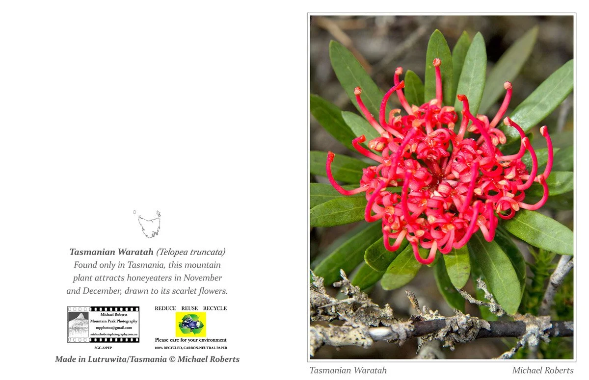 TASMANIAN WARATAH (Greeting Card) (22PEP).jpg