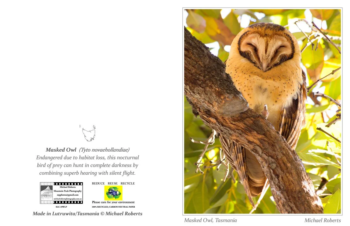 MASKED OWL (Greeting Card) (19WLP).jpg
