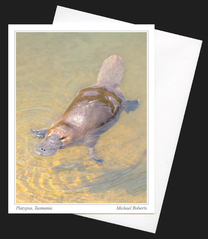 Platypus.jpg
