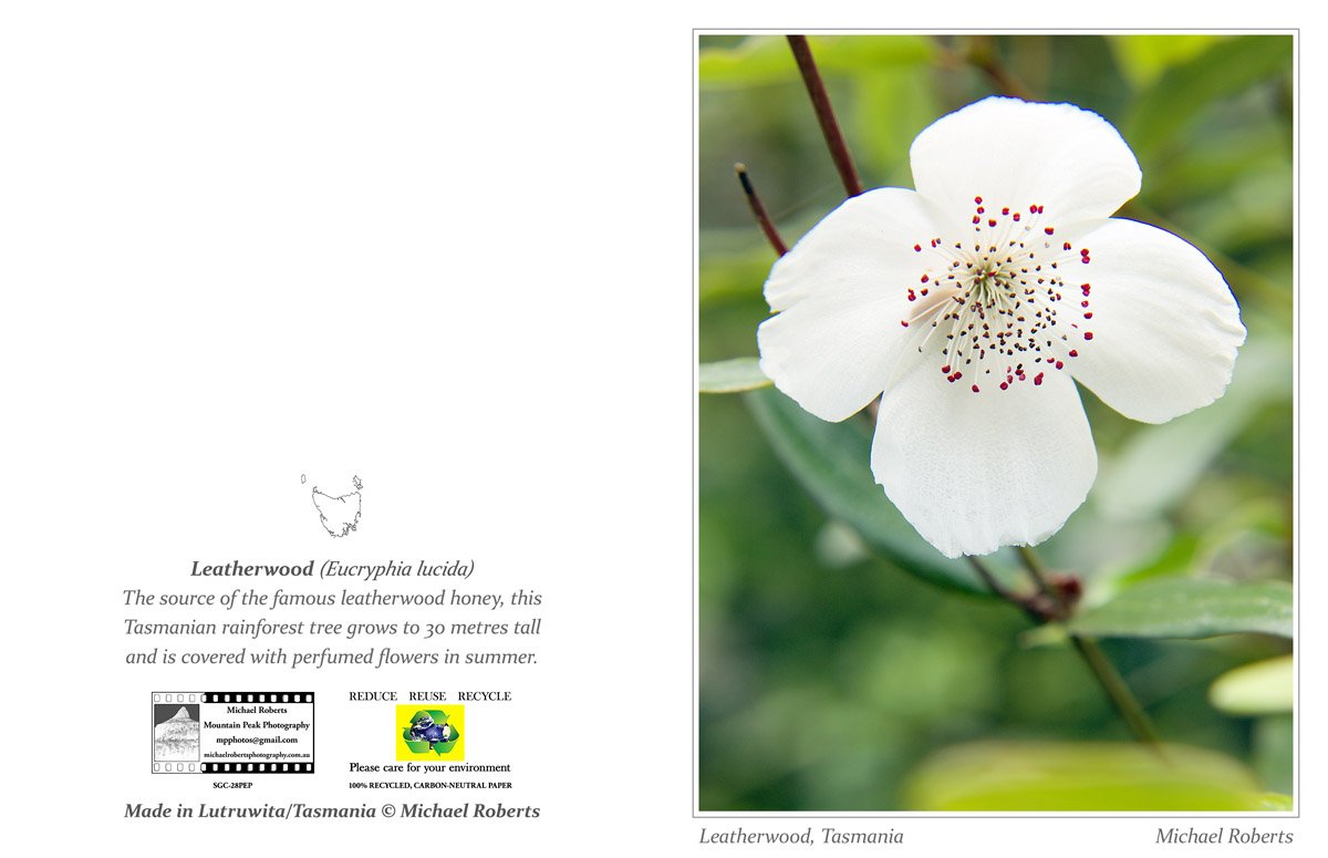 LEATHERWOOD (Greeting Card) (28PEP).jpg