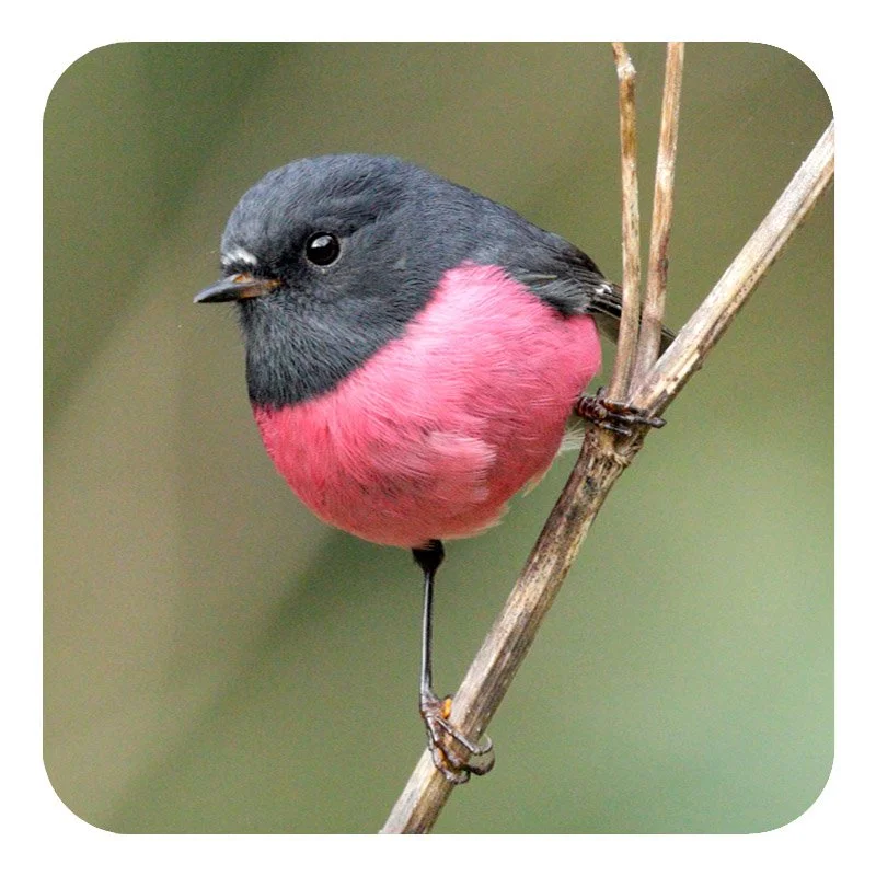 Pink Robin Drink Coaster (Male) (NEW) (DC16).jpg