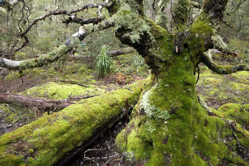 35_CLL_Ancient Myrtle Rainforest near Liyawulina-Lake St Clair.jpg