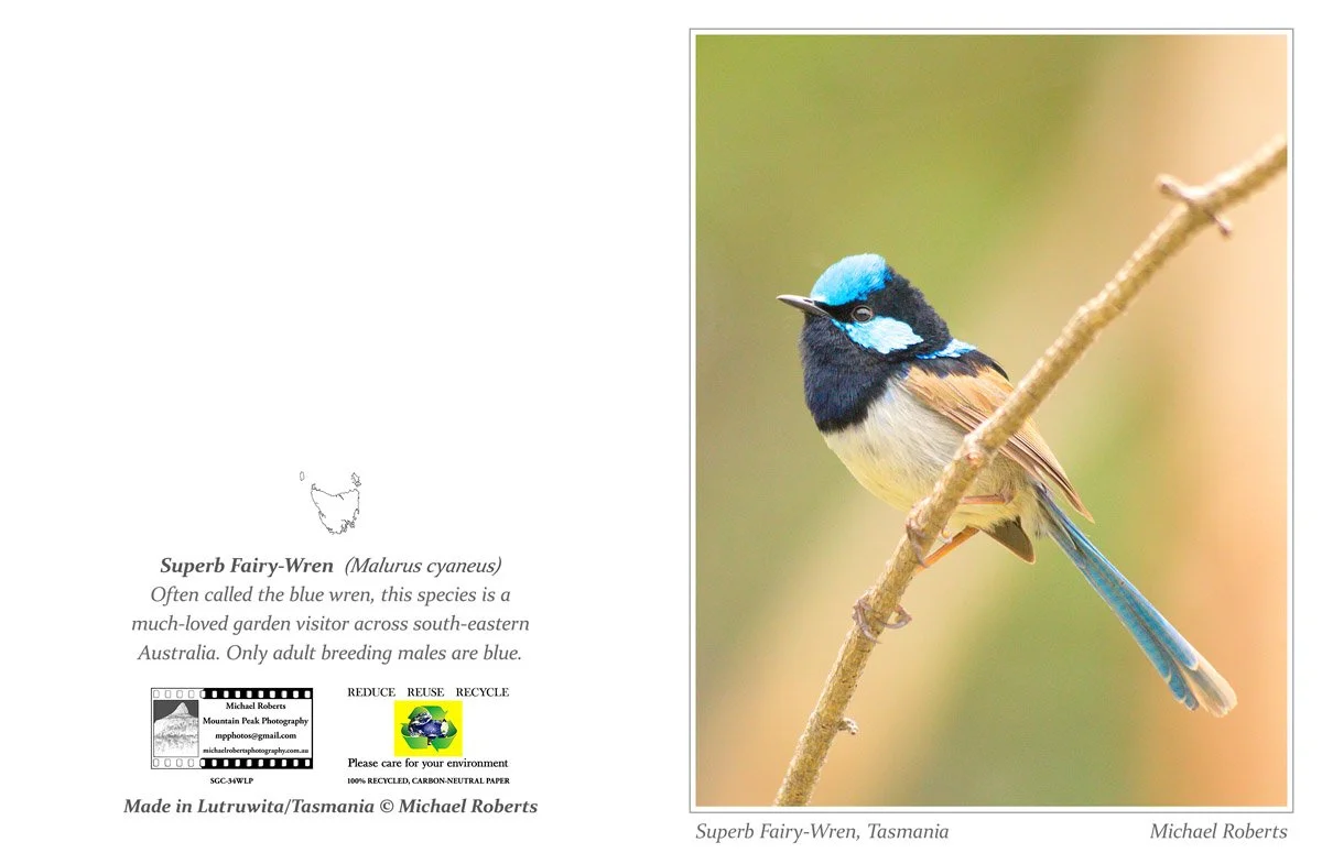 SUPERB FAIRY-WREN (Male) (Greeting Card) (34WLP).jpg