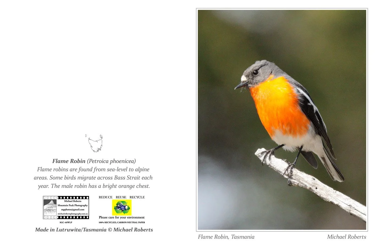 FLAME ROBIN (Male) (Greeting Card) (46WLP).jpg