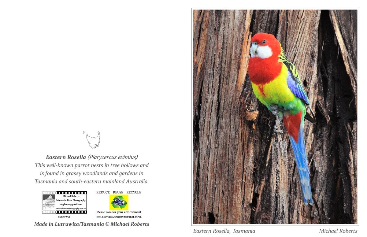 EASTERN ROSELLA (Greeting Card) (57WLP).jpg