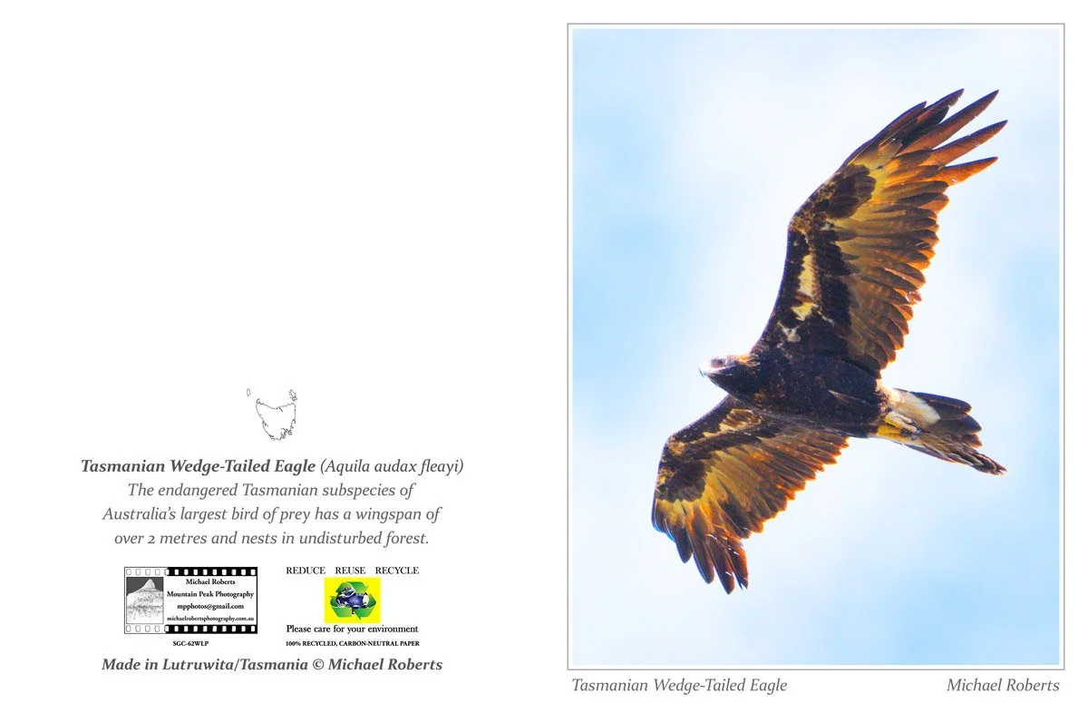 TASMANIAN WEDGE-TAILED EAGLE (Greeting Card) (62WLP).jpg