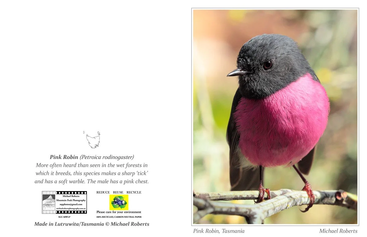 PINK ROBIN (Male) (Greeting Card) (58WLP).jpg