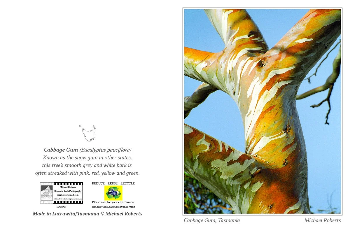 CABBAGE GUM (Greeting Card) (7PEP).jpg