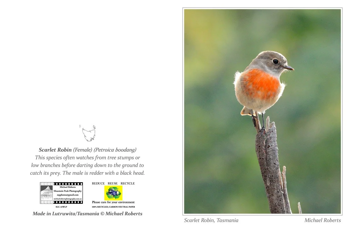 SCARLET ROBIN (Female) (Greeting Card) (41WLP).jpg