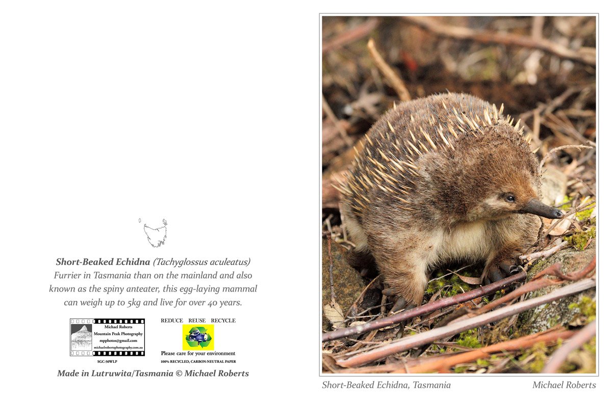 SHORT-BEAKED ECHIDNA (Greeting Card) (50WLP).jpg