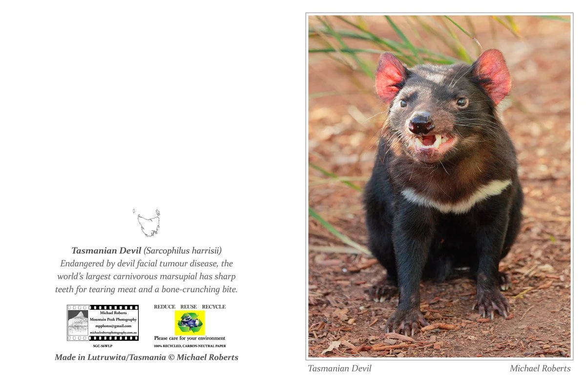 TASMANIAN DEVIL (Greeting Card) (56WLP).jpg