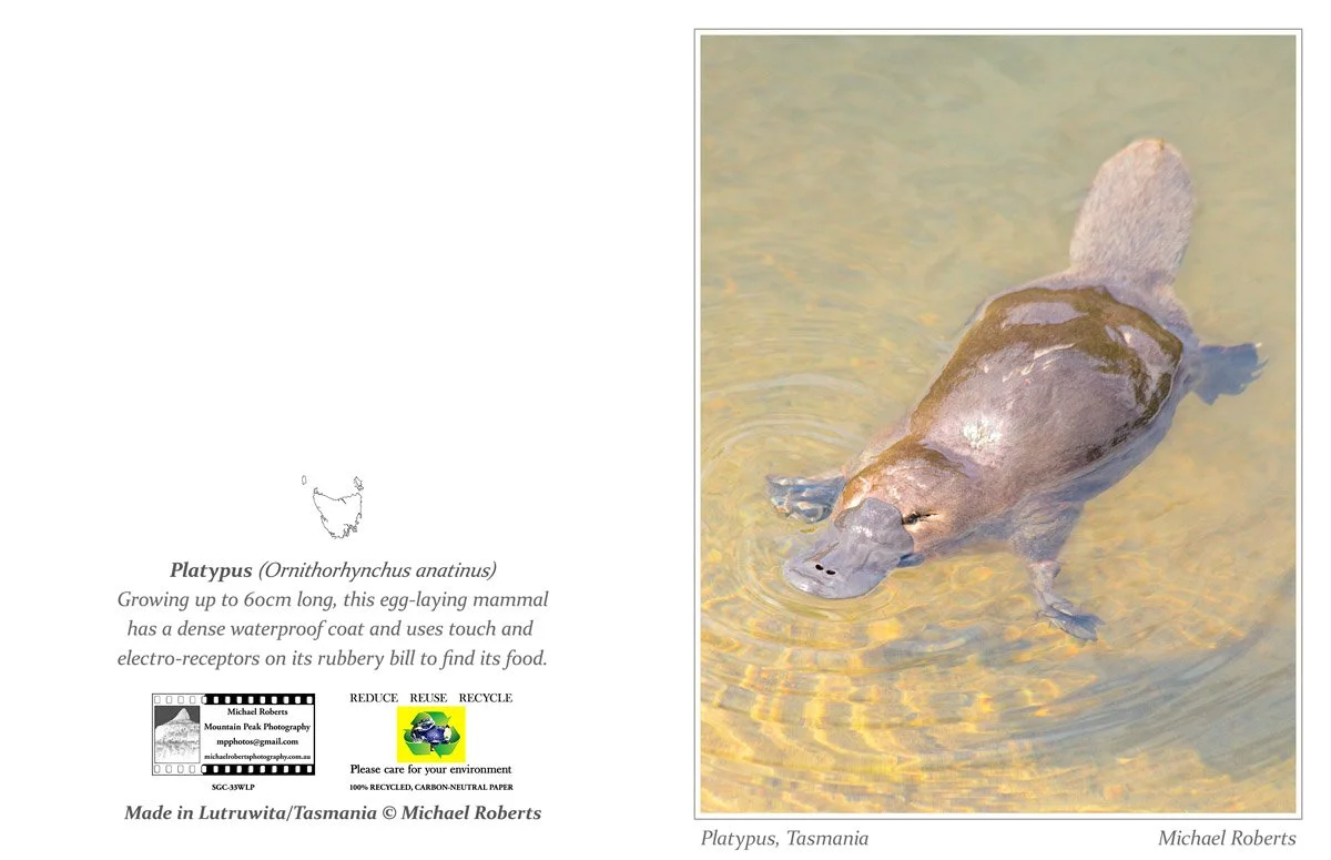 PLATYPUS (Greeting Card) (33WLP).jpg