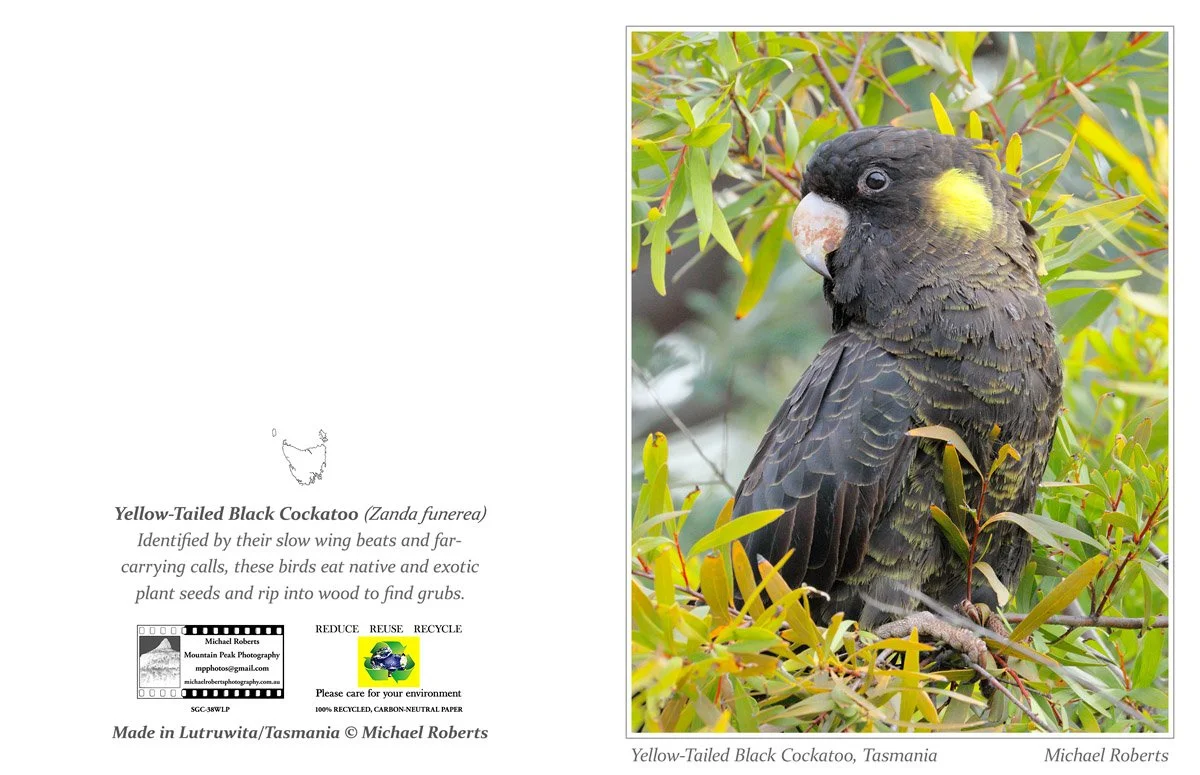 YELLOW-TAILED BLACK COCKATOO (Greeting Card) (38WLP).jpg