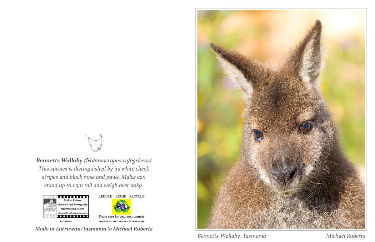 BENNETTS WALLABY (Greeting Card) (21WLP).jpg