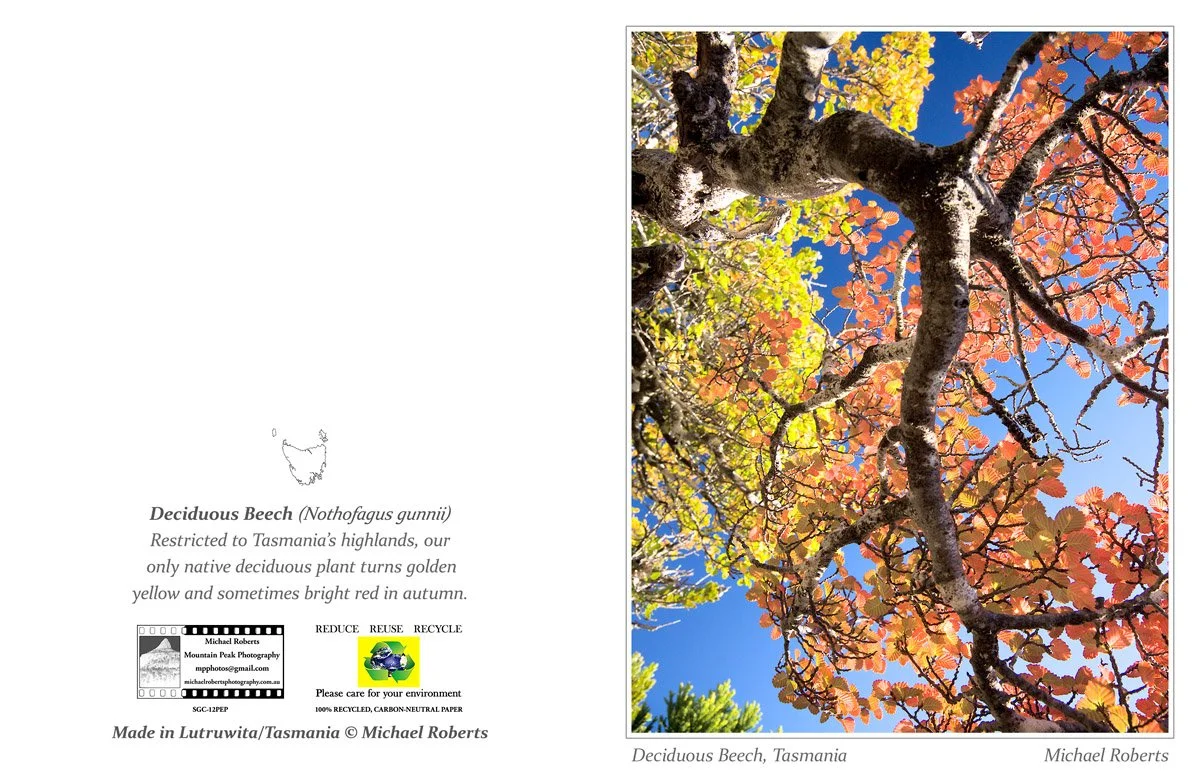 DECIDUOUS BEECH (Greeting Card) (12PEP).jpg