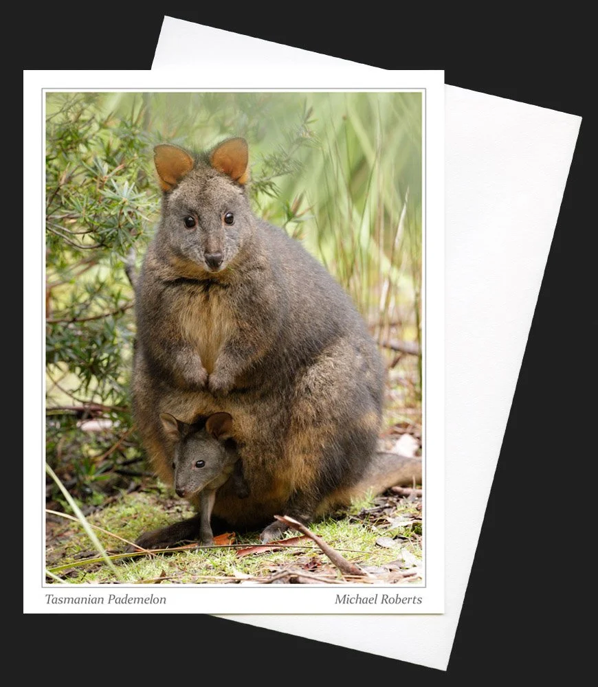 Tasmanian Pademelon.jpg