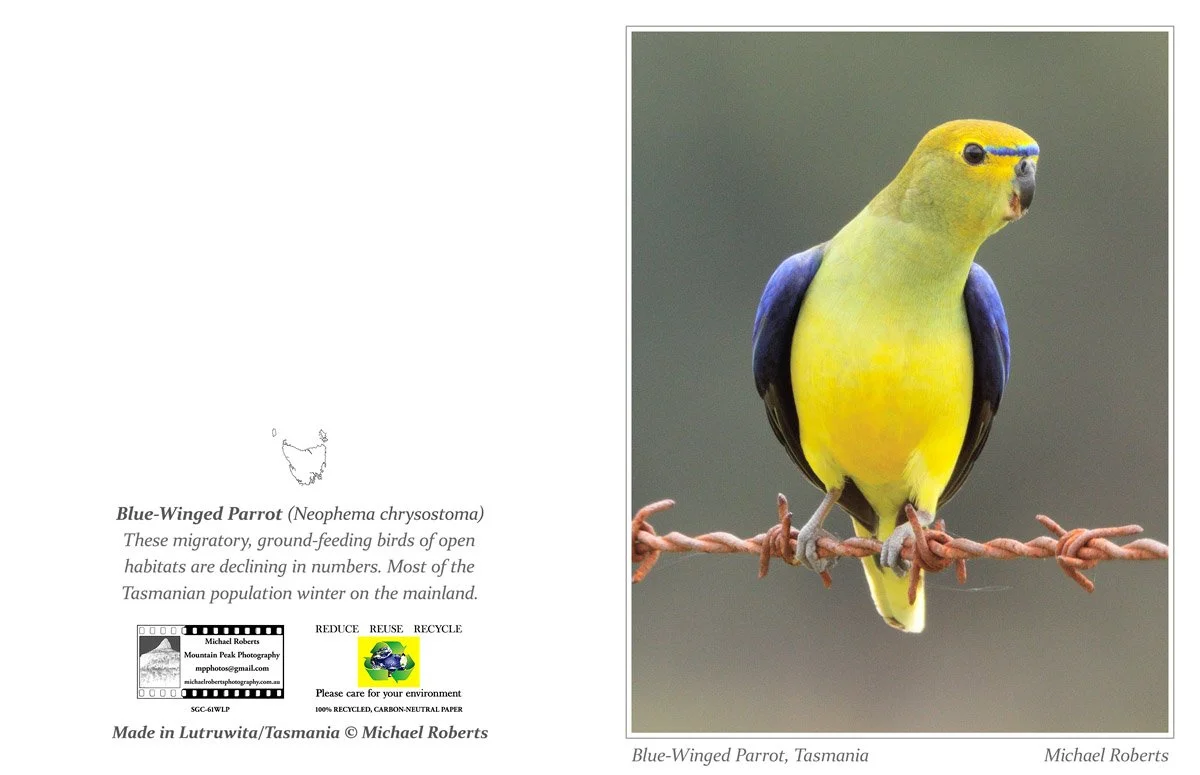 BLUE-WINGED PARROT (Greeting Card) (61WLP).jpg
