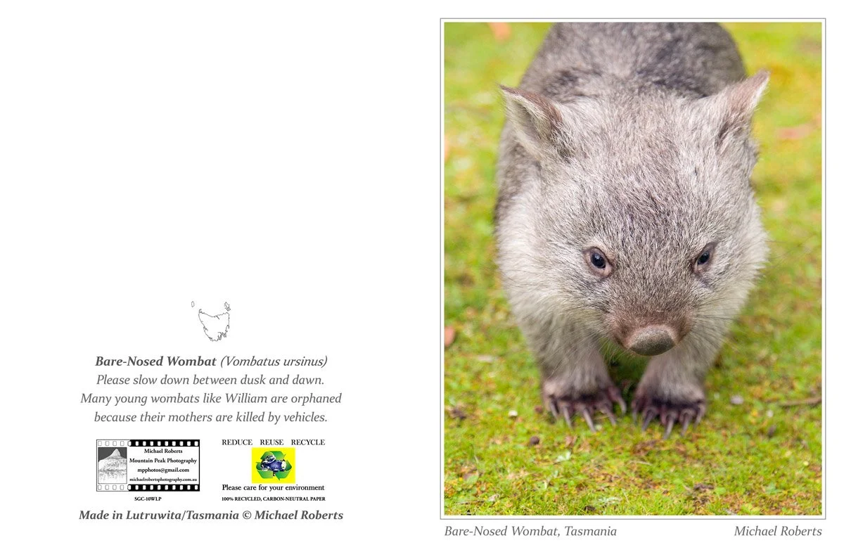 BARE-NOSED WOMBAT (Greeting Card) (10WLP) .jpg