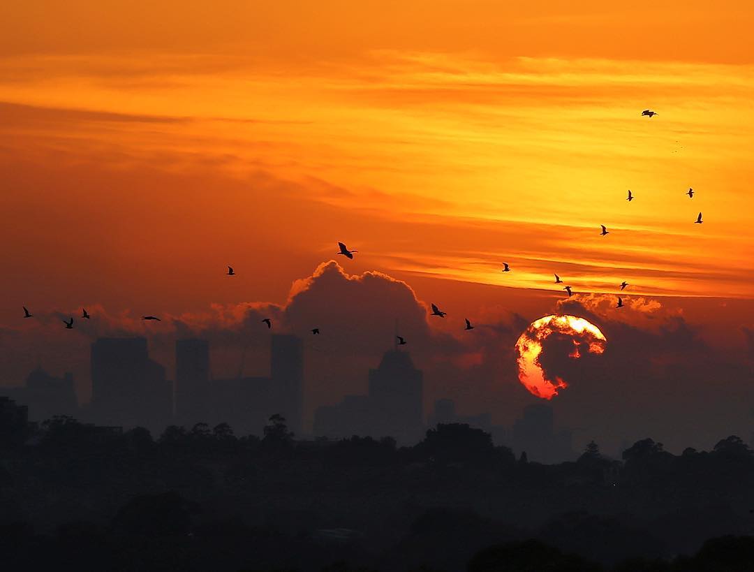 A flock of birds is seen while the autumn sun rises behind the North Sydney skyline, Monday, March 11, 2019. 