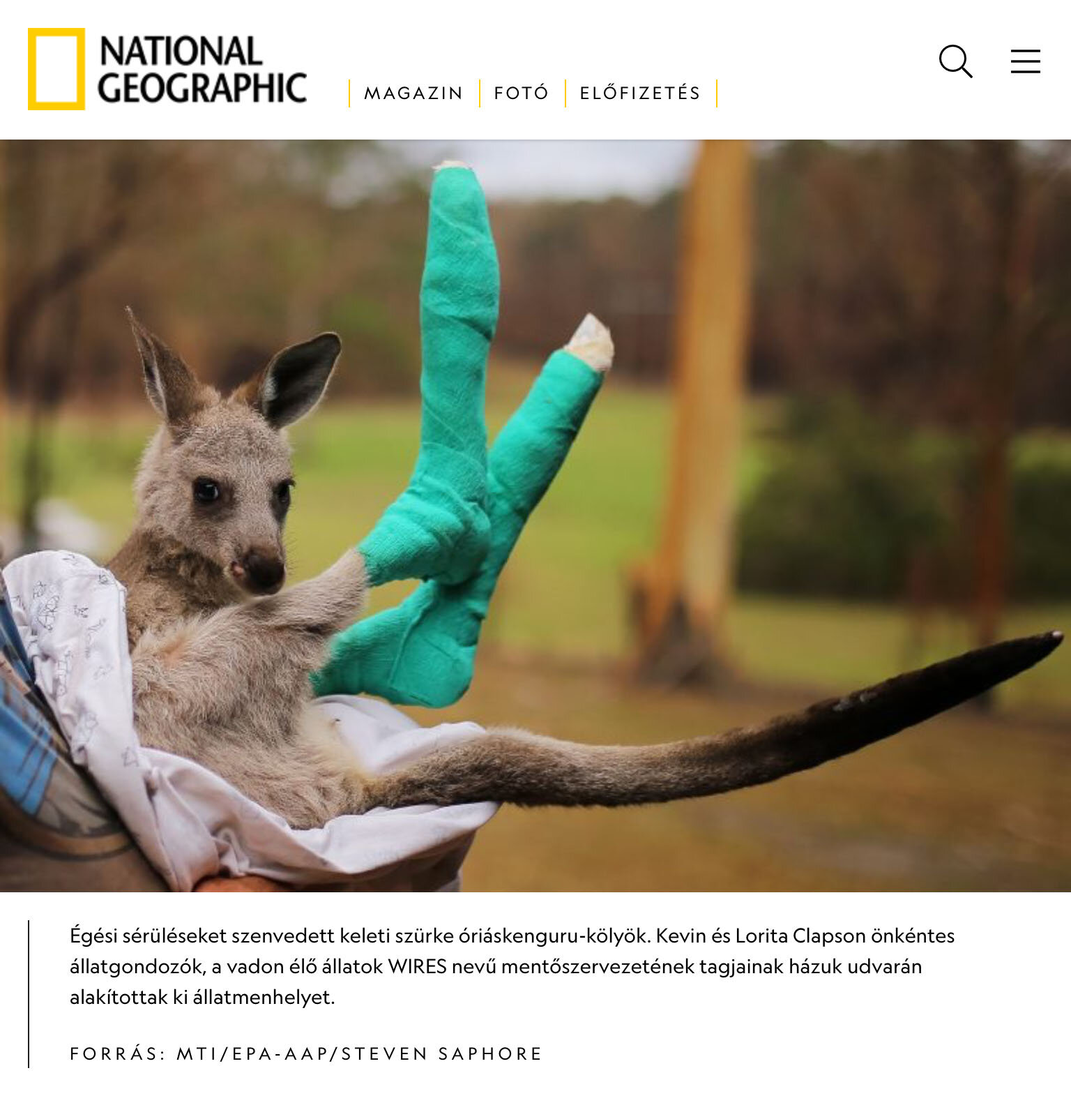 2020-01-20 Nat Geo Qantas Kangaroo Joey.jpg