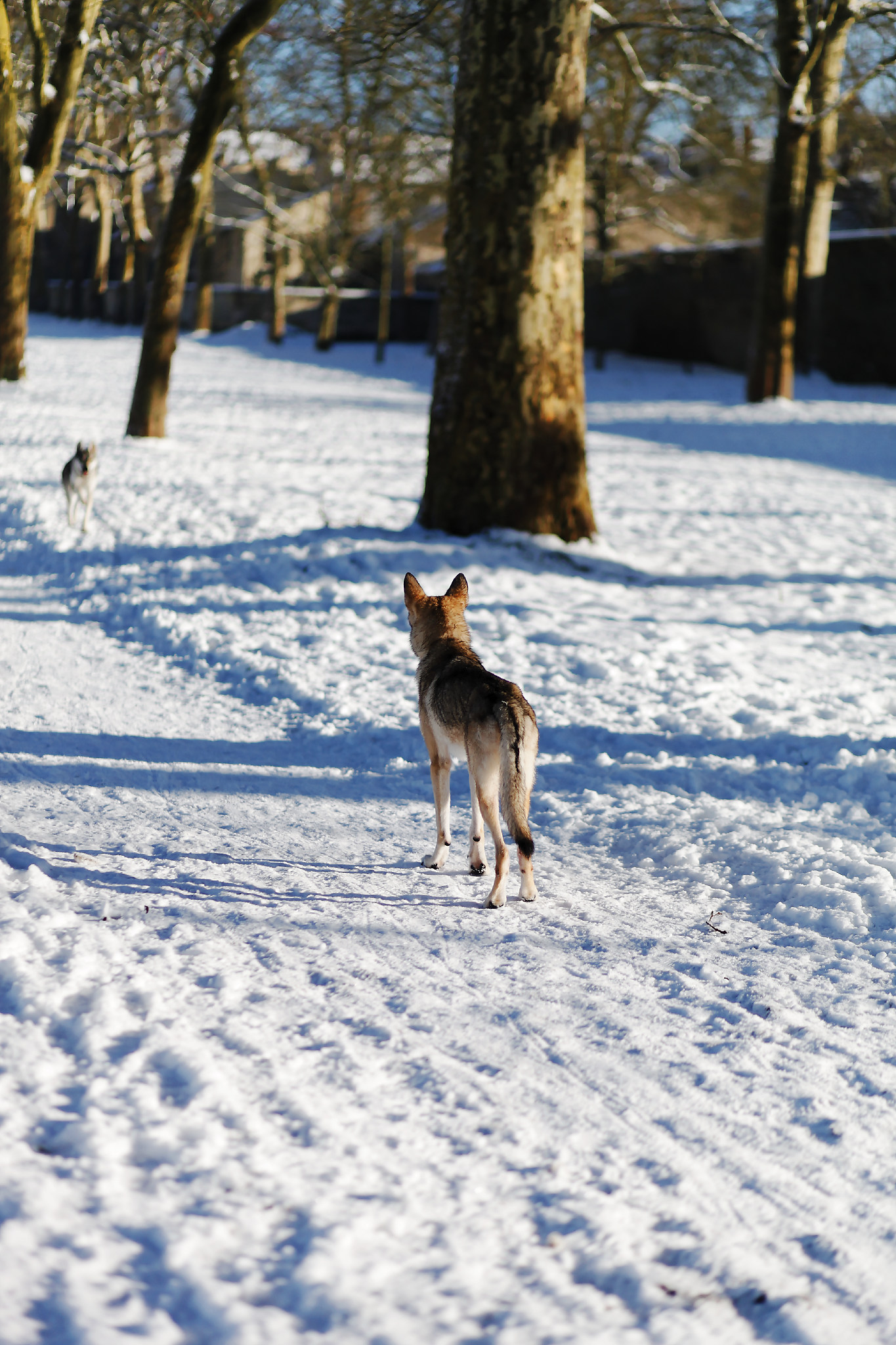 VERSAILLES SNOW LES INDISPENSABLES PARIS (4).jpg