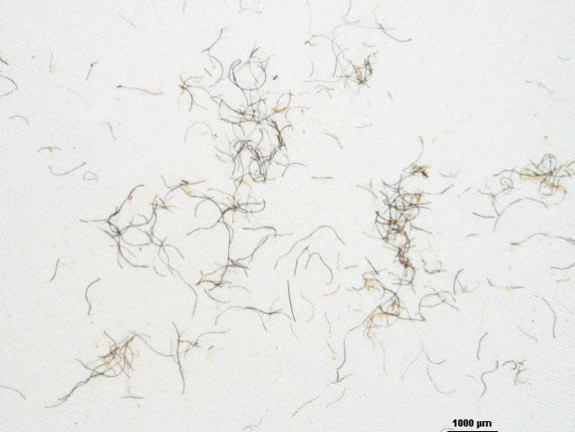 Lorsque qu’une polaire (Patagonia ou autre) est lavée, c’est ce type de fibres (agrandi au microscope) qui peuvent terminer dans les océans Photo : Patagonia