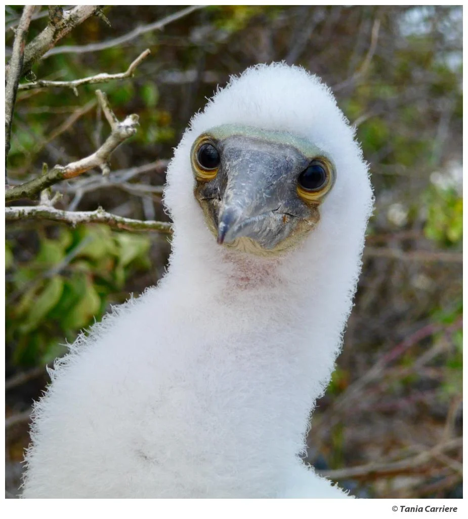 The Tickle Of Wonder