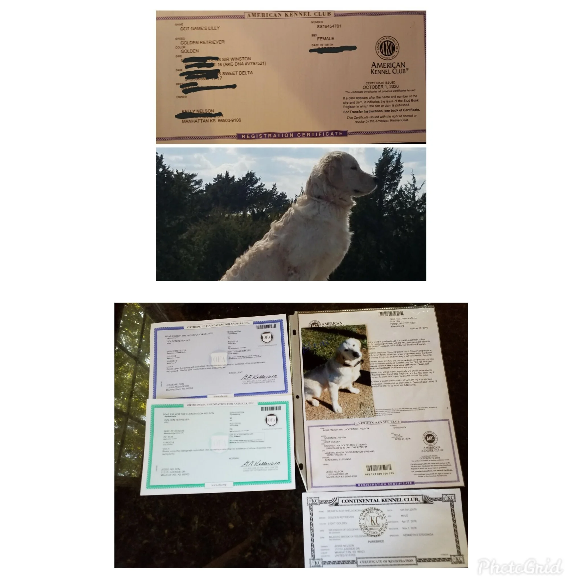 Golden Retrievers Lilly And Bear Updates For New Owners Got Game Bird Dogs
