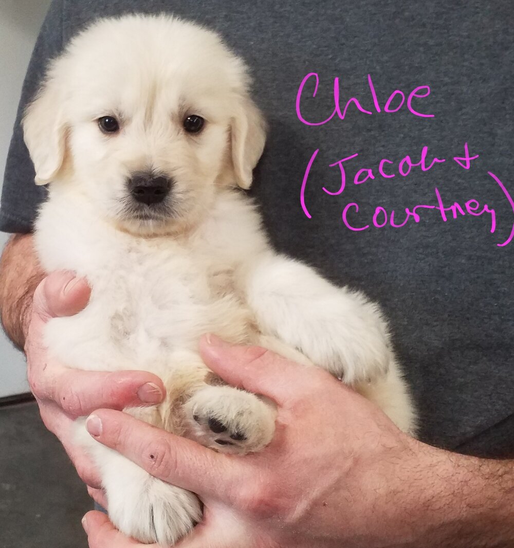 Golden Retrievers Lilly And Bear Updates For New Owners Got Game Bird Dogs