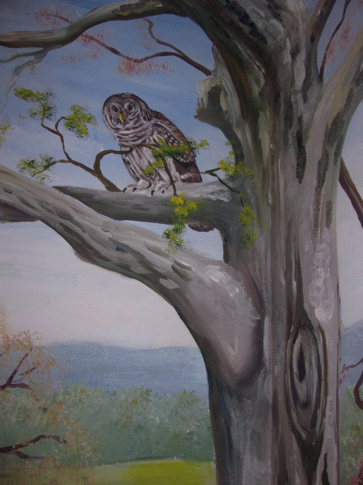 Owl in Sycamore Tree Mural.JPG