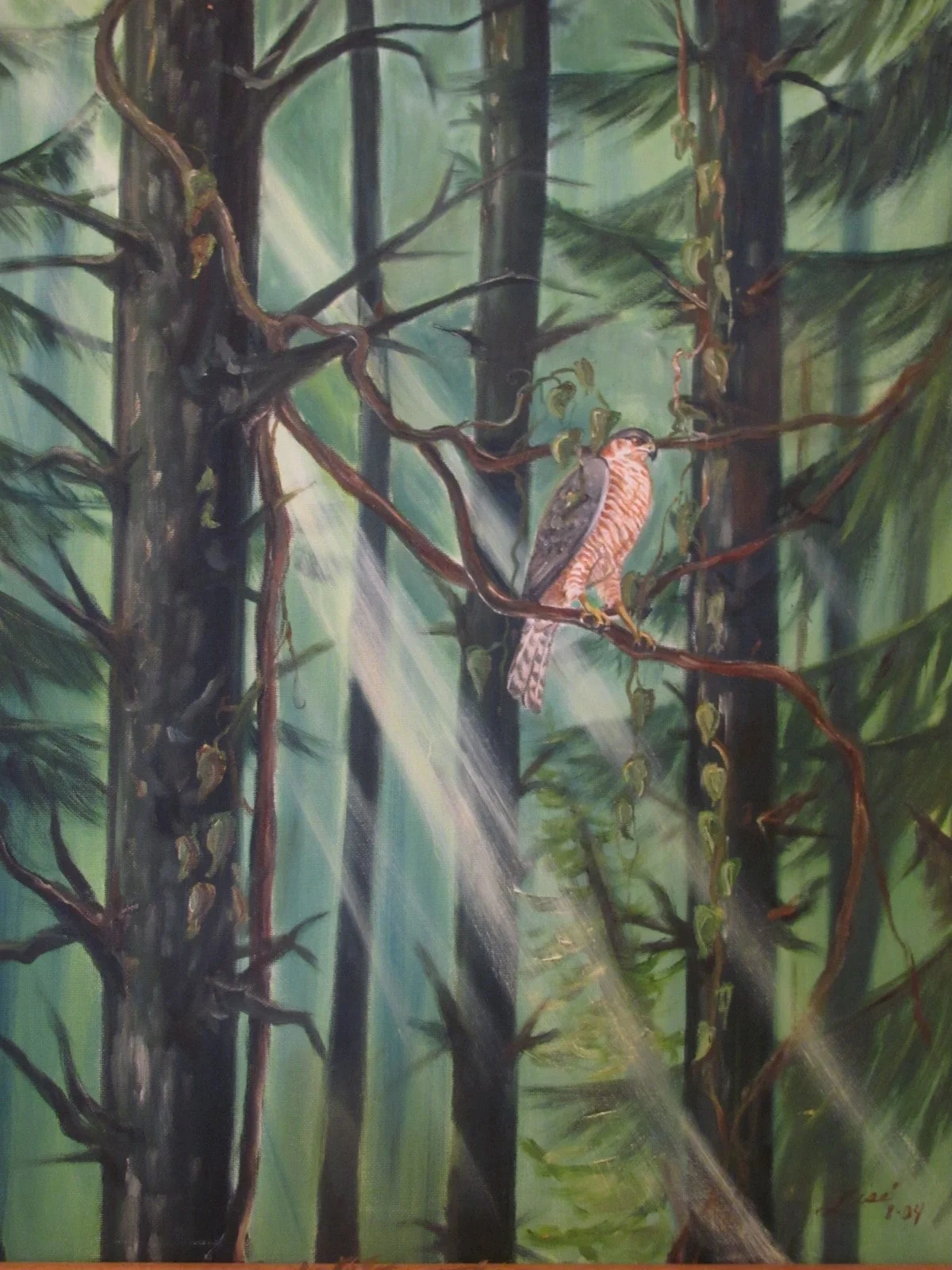 Sharp Shinned Hawk in Pines.JPG