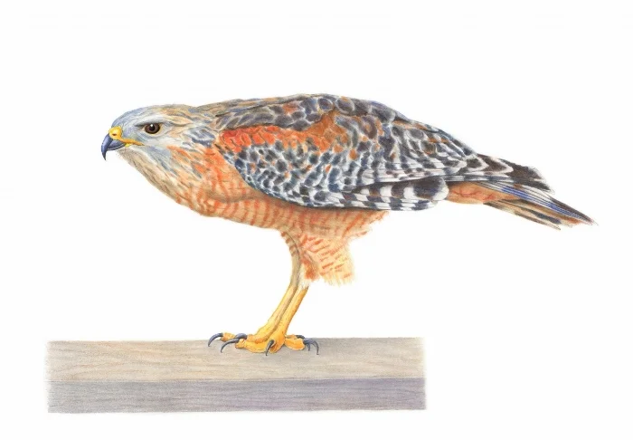 Red-Shouldered Hawk